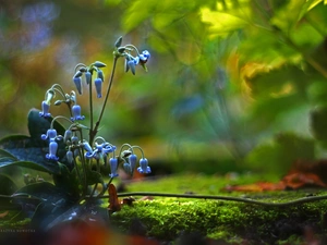 Blue, ringtones, Moss, Flowers