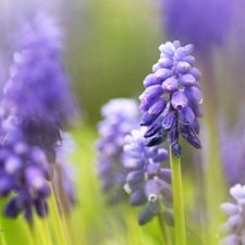 Flowers, Muscari, Blue