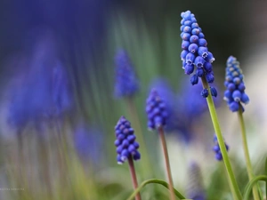 Flowers, Muscari, Blue