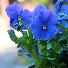 Flowers, pansies, Blue