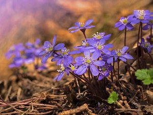 Blue, Liverworts, rapprochement, Flowers