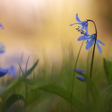 rapprochement, Flowers, Blue, Siberian squill