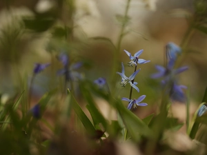 Blue, Siberian squill, Flowers
