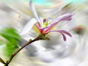 Colourfull Flowers, blur, graphics, Magnolia