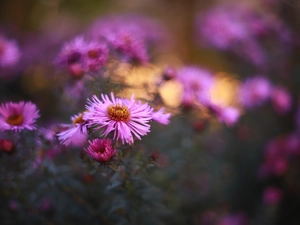 Pink, Flowers, blurry background, Astra