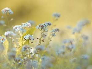 Forget, Flowers, blurry background, Blue