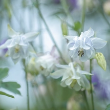 White, Flowers, blurry background, Columbines