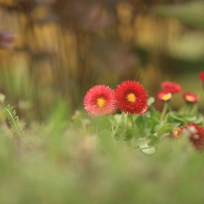Red, Flowers, blurry background, daisies
