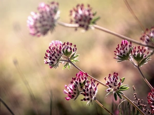 blurry background, trefoil, Flowers