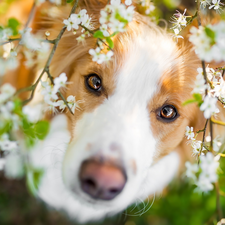 dog, muzzle, Flowers, Border Collie