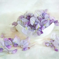 bowl, wistaria, graphics, Flowers