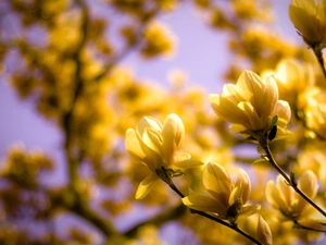 branch pics, Yellow, flowers