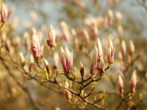 Flowers, Magnolias, Buds