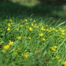 fig buttercup, Yellow, Flowers, grass