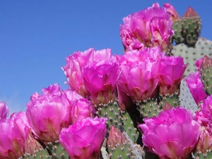 Flowers, cactus