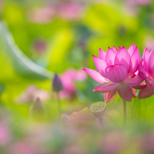 lotuses, bud, Pink, Flowers, Two cars