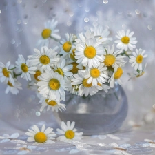 Bokeh, vase, White, Flowers, Corn Chamomile