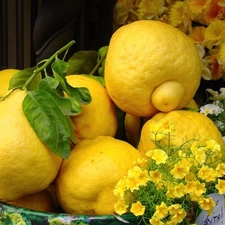 flowers, lemons, change