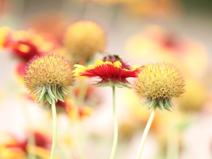 Close, gaillardia aristata, Flowers