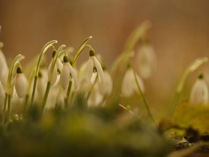 cluster, White, snowdrops, Flowers