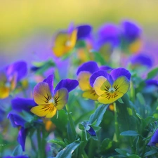 Flowers, pansies, color