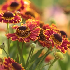 Colorful Background, Helenium, Flowers