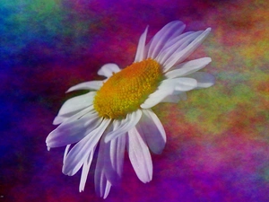 Colourfull Flowers, Coloured, abstraction, Daisy