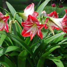 amaryllis, Colourfull Flowers