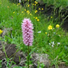 bistort, Colourfull Flowers