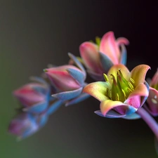 Echeveria, Colourfull Flowers