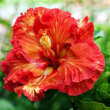 hibiskus, Colourfull Flowers