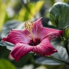 hibiskus, Colourfull Flowers