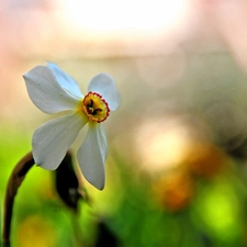 narcissus, Colourfull Flowers