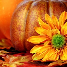 pumpkin, Colourfull Flowers