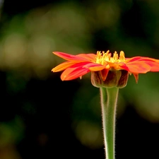 Red, Colourfull Flowers