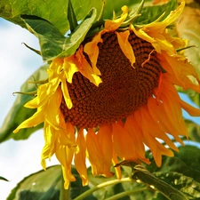 Sunflower, Colourfull Flowers