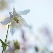 columbine, White, Colourfull Flowers