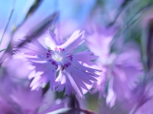 Colourfull Flowers, Cottage Pink, Pink