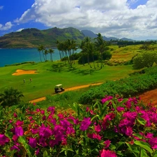 Flowers, Field, sea, Aloha State Hawaje, grass, Course