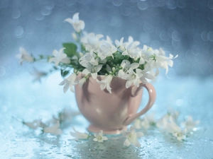 Campanula, Pink, White, Flowers, ringtones, cup