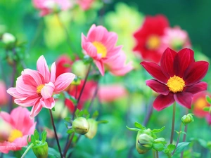 Flowers, color, dahlias