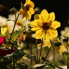 Flowers, Yellow, dahlias