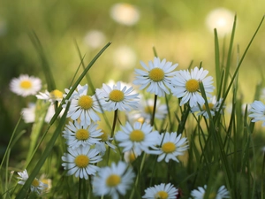 Flowers, White, daisies