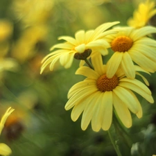 Flowers, Yellow, daisy