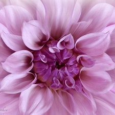 Colourfull Flowers, Dalia, Close, Pink