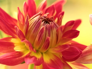 Colourfull Flowers, Dalia, Red-Yellow
