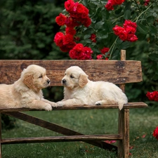 Golden Retriever, Dogs, Flowers, roses, Bench, puppies