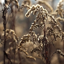 Flowers, Goldenrod, dry