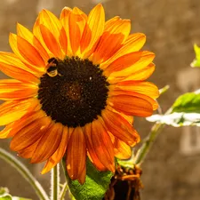 dumbledor, Sunflower, Colourfull Flowers
