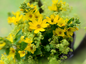 Early Sunrise, Yellow, Flowers